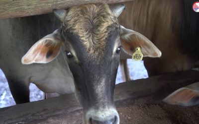 Ternakan lembu daging, Usahawan TEKUN Nasional Negeri Sembilan