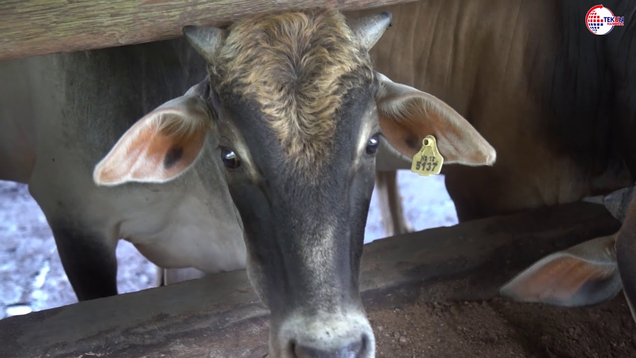 Ternakan lembu daging, Usahawan TEKUN Nasional Negeri Sembilan