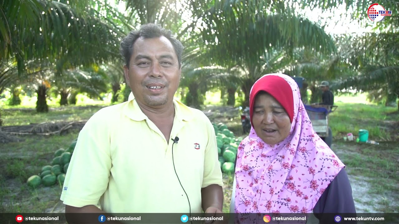 Usahawan Skim Pembiayaan Informal (SPIN) TEKUN Nasional ( Tanaman tembikai )